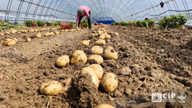 The Potato's Plight: A Warming World Threatens a Staple Crop