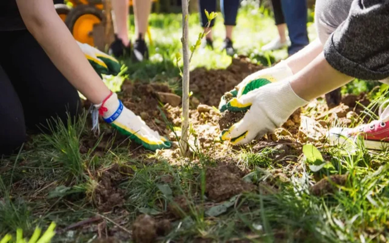 National Green Tribunal Issues Notice on Plea Alleging Misuse of Forest Land Allotted for Afforestation
