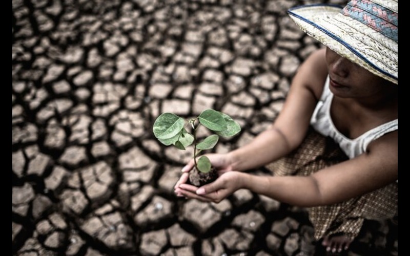 Robeco Expands ESG Focus To Deforestation And Diversity