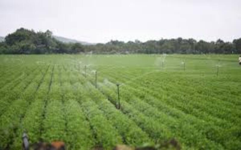 Agroforestry, Organic Farming, and Water-Efficient Irrigation: Keys to India's Climate-Resilient Future