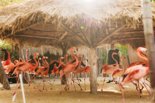 PM inaugurates and visits the wildlife rescue, rehabilitation and conservation centre at Vantara