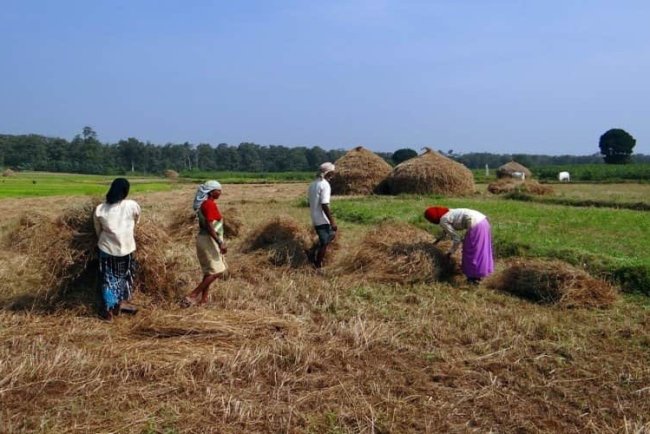 Government Commits to Procuring All Farm Produce at MSP: Agriculture Minister in Rajya Sabha