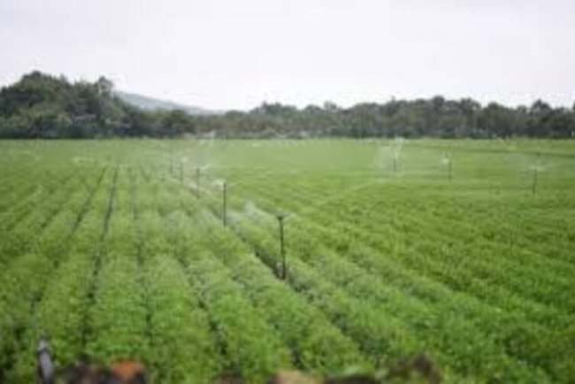 Agroforestry, Organic Farming, and Water-Efficient Irrigation: Keys to India's Climate-Resilient Future