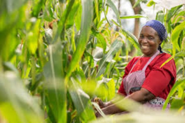 Climate Change and African Agriculture: Building Resilience for the Future