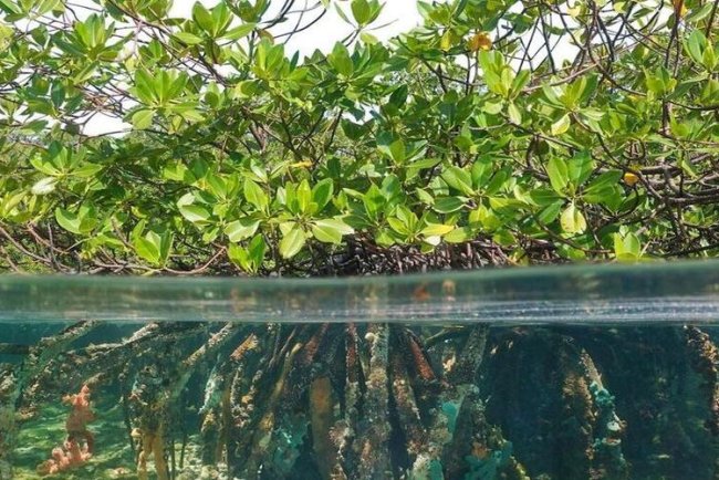 Mangrove Restoration: Protecting Southeast Asia's Coastal Ecosystems
