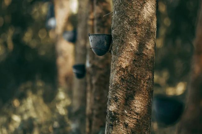 Analyzing the Role of iSNR in Helping Indian Rubber Industry Meet EU Deforestation Requirements