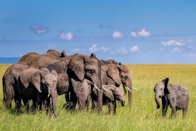 How Wildlife Conservation Can Combat Climate Change