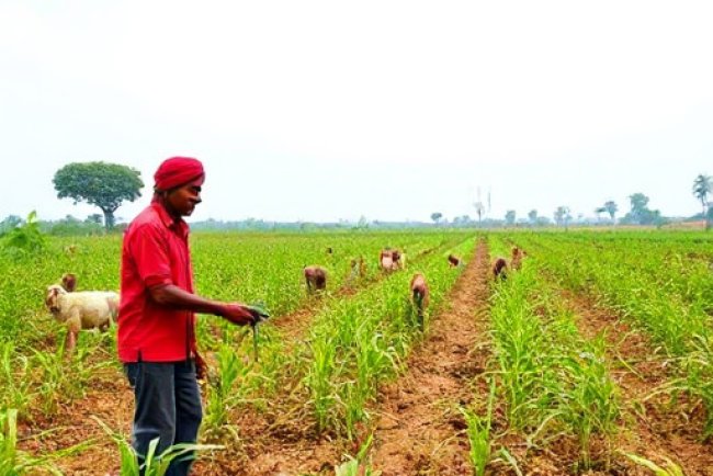 Mahindra's Rural Development Initiatives: Empowering Farmers and Communities