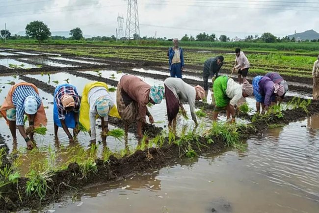 India Needs More Funding for Sustainable Agriculture