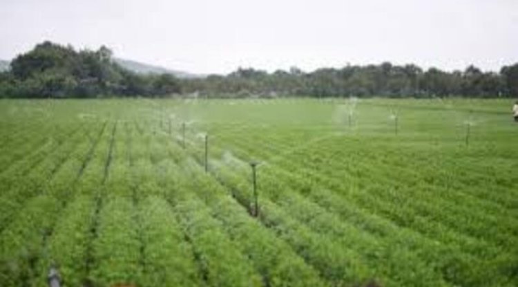 Agroforestry, Organic Farming, and Water-Efficient Irrigation: Keys to India's Climate-Resilient Future