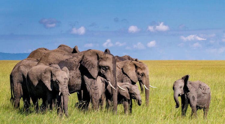 How Wildlife Conservation Can Combat Climate Change
