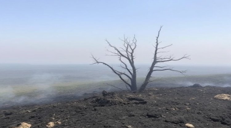 LA Fires' Unexpected Impact: Ash in Marine Ecosystem