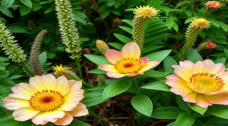 Plant Extinction Crisis: Botanic Gardens Must Act Now