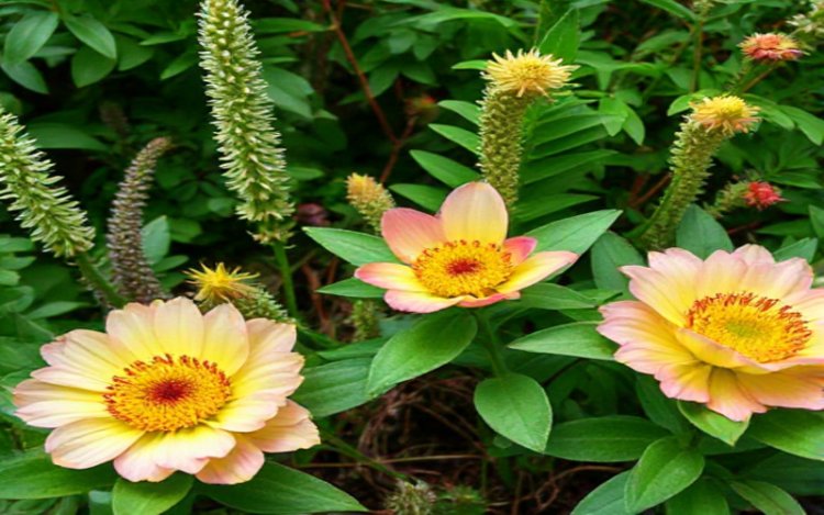 Plant Extinction Crisis: Botanic Gardens Must Act Now