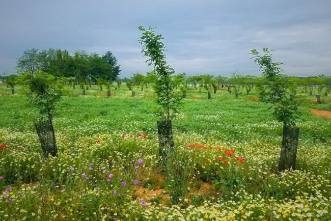 Agroforestry: Mapping a Greener Future
