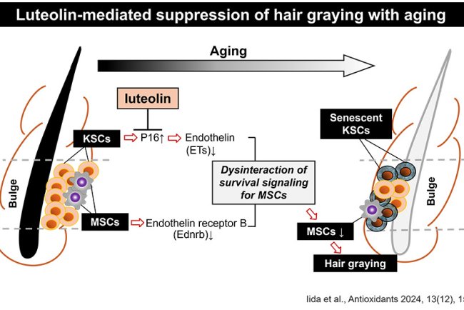 Eat Your Veggies, Keep Your Color? Luteolin and Hair Graying