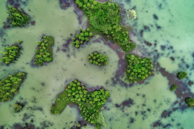 Southeast Asia's Wetlands: Vital Carbon Sinks Revealed in New Study