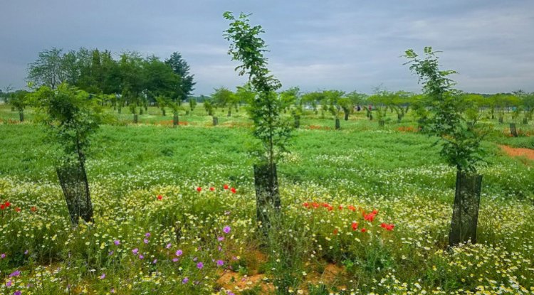 Agroforestry: Mapping a Greener Future