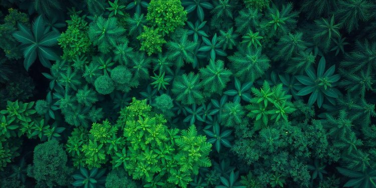 India's Forests: Absorbing More Carbon Than Emitted