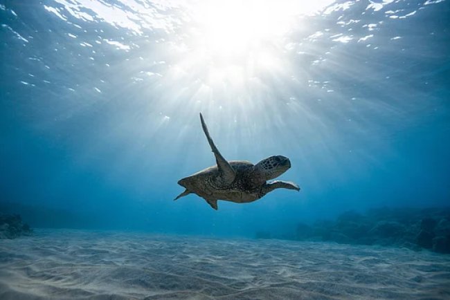 Deep-Sea Mining: Contentious Rule Talks Underway in Jamaica