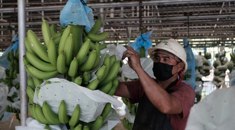 Climate Change to Have Radical Impact on World Crop Variety, New Study Reveals