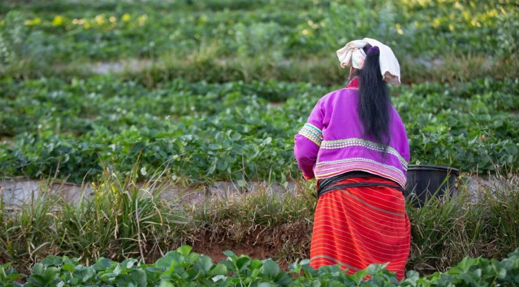 Microsoft's Massive Carbon Offset: 1.5M Tonnes in India