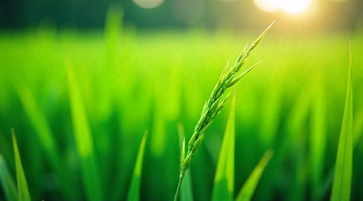 News Story: Rice Plants' Defense Against Viruses Unveiled in Groundbreaking Study