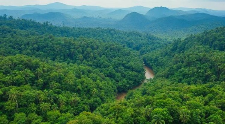 Brazil's Efforts to Combat Deforestation in the Amazon Rainforest