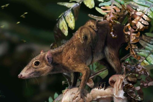 Research Reveals: Mammals' Ground Life Began Before Asteroid Impact