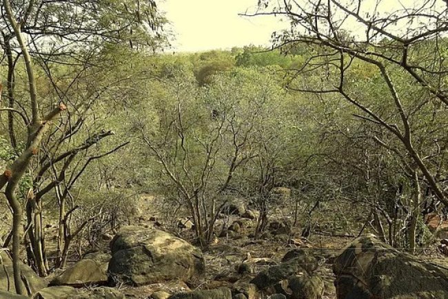 High Court Hears Petitions Against Telangana Forest Clearance