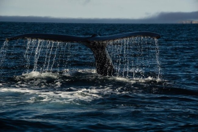 Humpback Whales Struggle To Adapt Migration Amid Climate Change