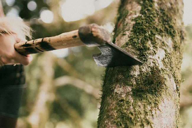 Supreme Court Orders Halt to Tree Felling in Hyderabad's Kancha Gachibowli
