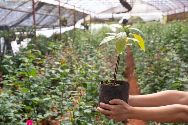 Mombak Secures $18M For Amazon Reforestation Efforts