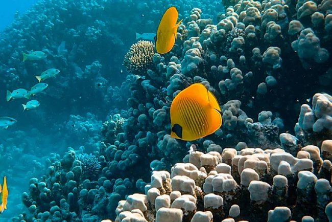 Global Marine Species Similarity Linked to Post-Extinction Environment