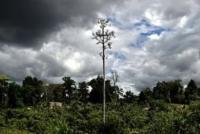 Papua New Guinea Reopens Door to Forest Carbon Credits
