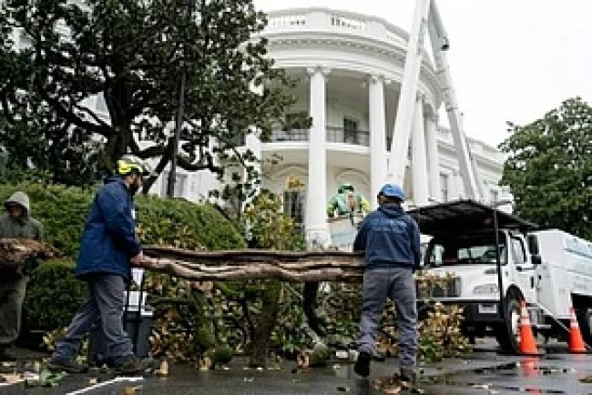 Trump Plants 'MAGAnolia' Sapling to Replace Historic White House Tree  