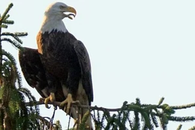 Trump Administration Proposes Redefinition of ‘Harm’ Under Endangered Species Act, Raising Environmental Concerns