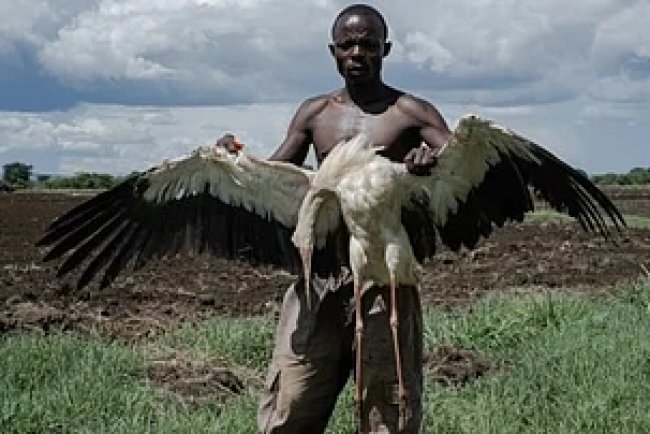 Uganda's Animal Feeds Act 2023: A Strategic Move to Strengthen Livestock Productivity​