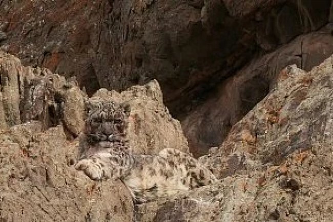 Nepal's Wildlife Conservation Efforts Yield Positive Results Amidst Emerging Challenges