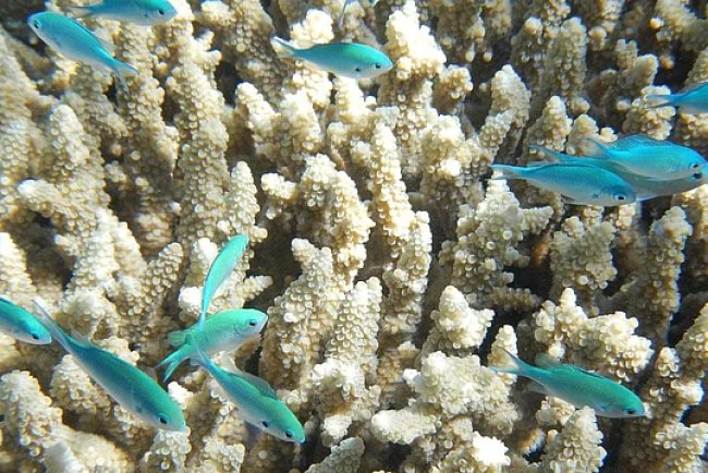 Conservationists Oppose Trump's Loosening of Marine Monument Regulations