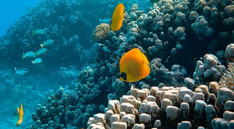 Global Marine Species Similarity Linked to Post-Extinction Environment