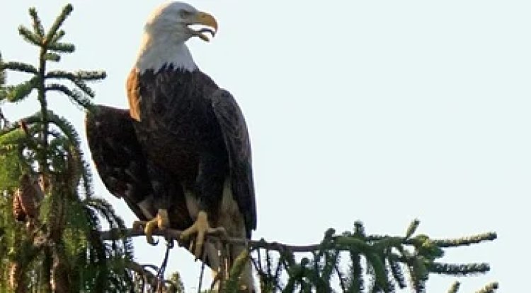 Trump Administration Proposes Redefinition of ‘Harm’ Under Endangered Species Act, Raising Environmental Concerns