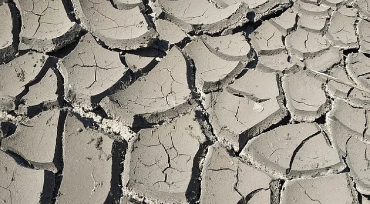 Toxic Metals in Soil: A Growing Threat to Global Food Security​