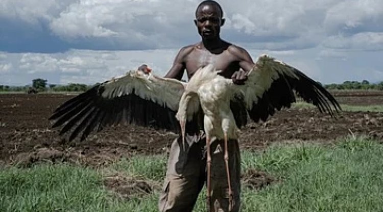 Uganda's Animal Feeds Act 2023: A Strategic Move to Strengthen Livestock Productivity​