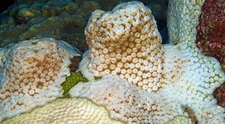 Global Coral Bleaching Crisis: The Largest Event on Record