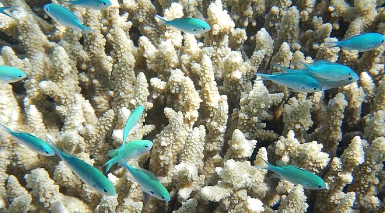 Conservationists Oppose Trump's Loosening of Marine Monument Regulations