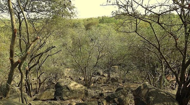 High Court Hears Petitions Against Telangana Forest Clearance