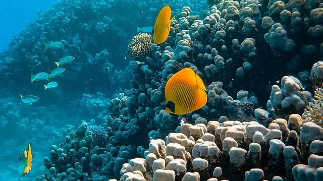 Global Marine Species Similarity Linked to Post-Extinction Environment