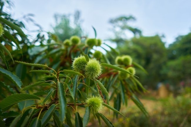 Chestnut Carbon Plants 17M Trees On 30K Acres