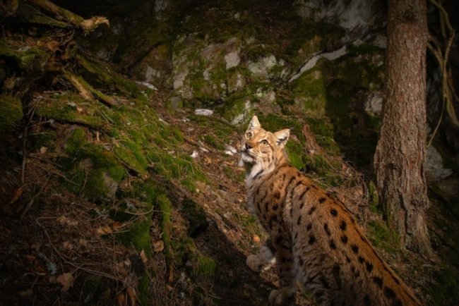 Puma Detectives Track Wildlife In Brazil’s Wild Corridor